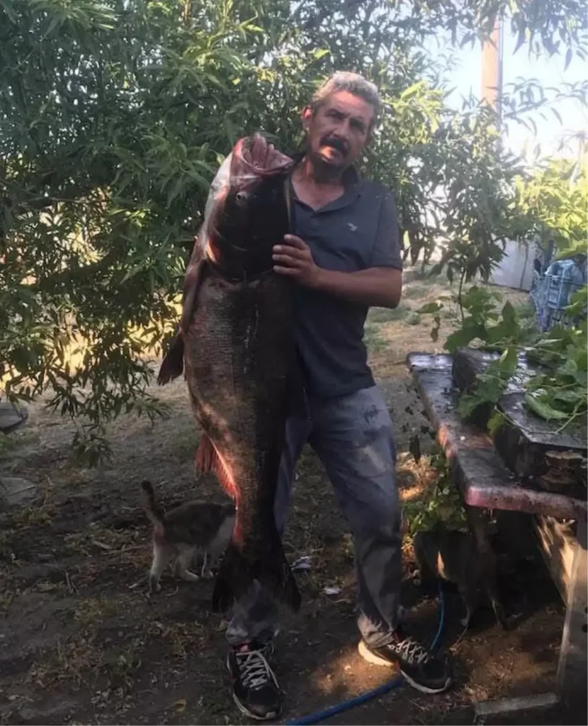 Nadir Görülen 20 Kilo Som Balığı Meriç Nehri’nde Yakalandı