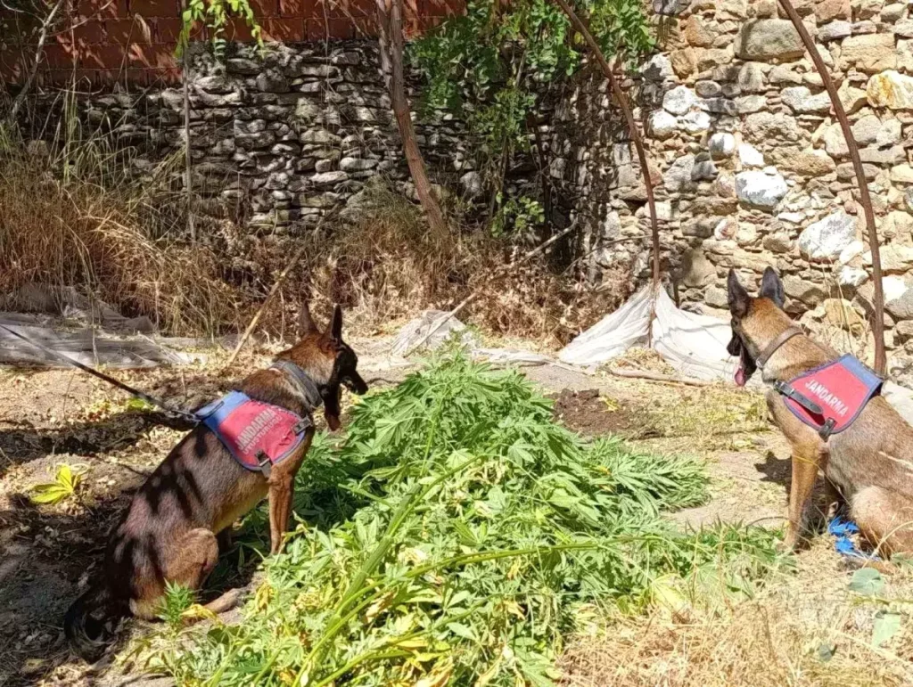 Uyuşturucu Operasyonu: 70 Yaşında Kenevir Yetiştiricisi Yakalandı