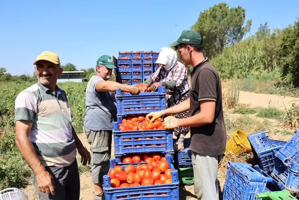 Aydın’da Domates Hasadı: Sıcaklık ve Fiyatlar Üreticiyi Zorladı