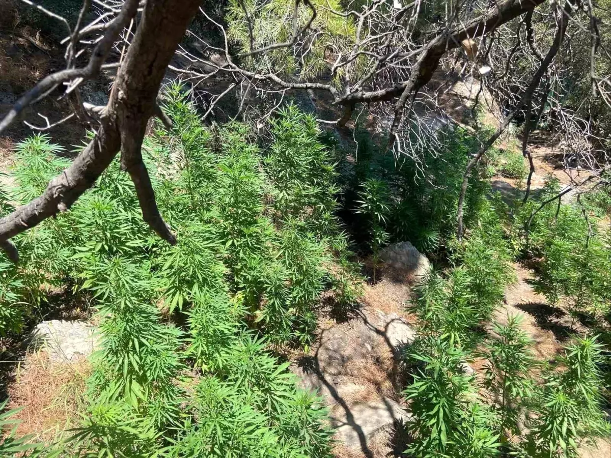 Uyuşturucu İmalatçılarına Darbe: 595 Kök Kenevir Ele Geçirildi