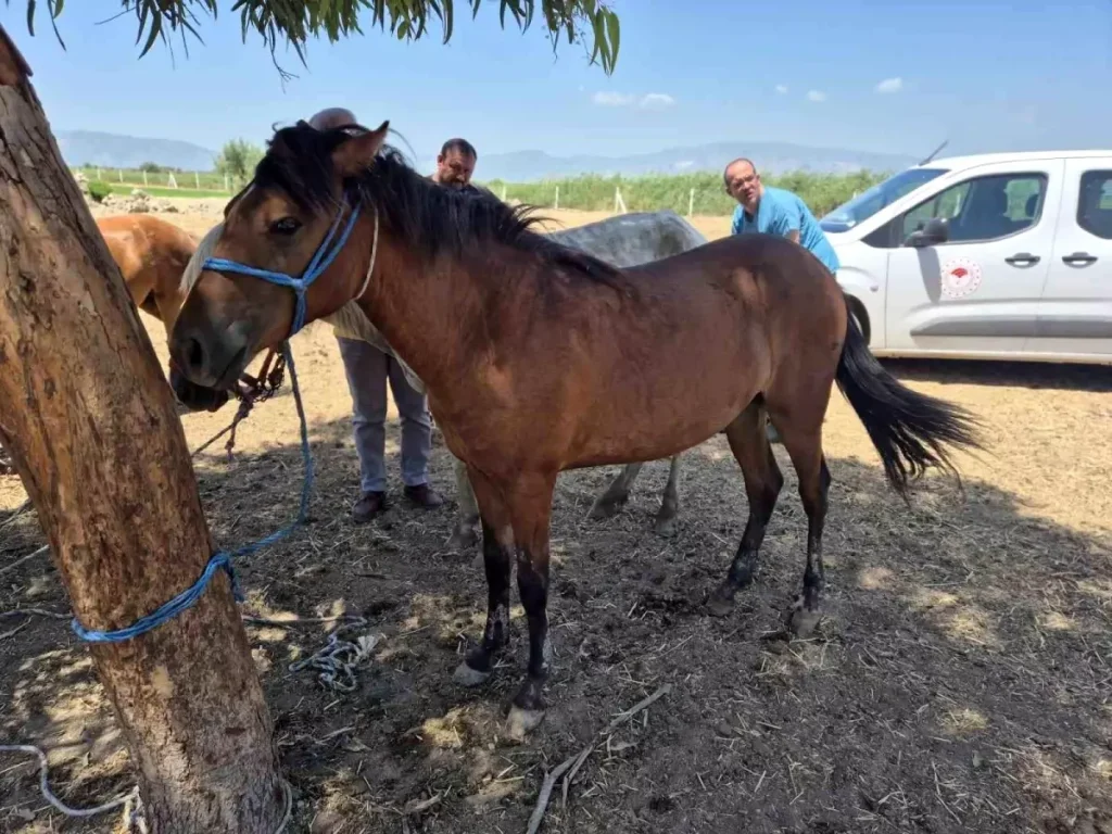 Ruam Hastalığı Taraması Söke’de Yoğunlaştı