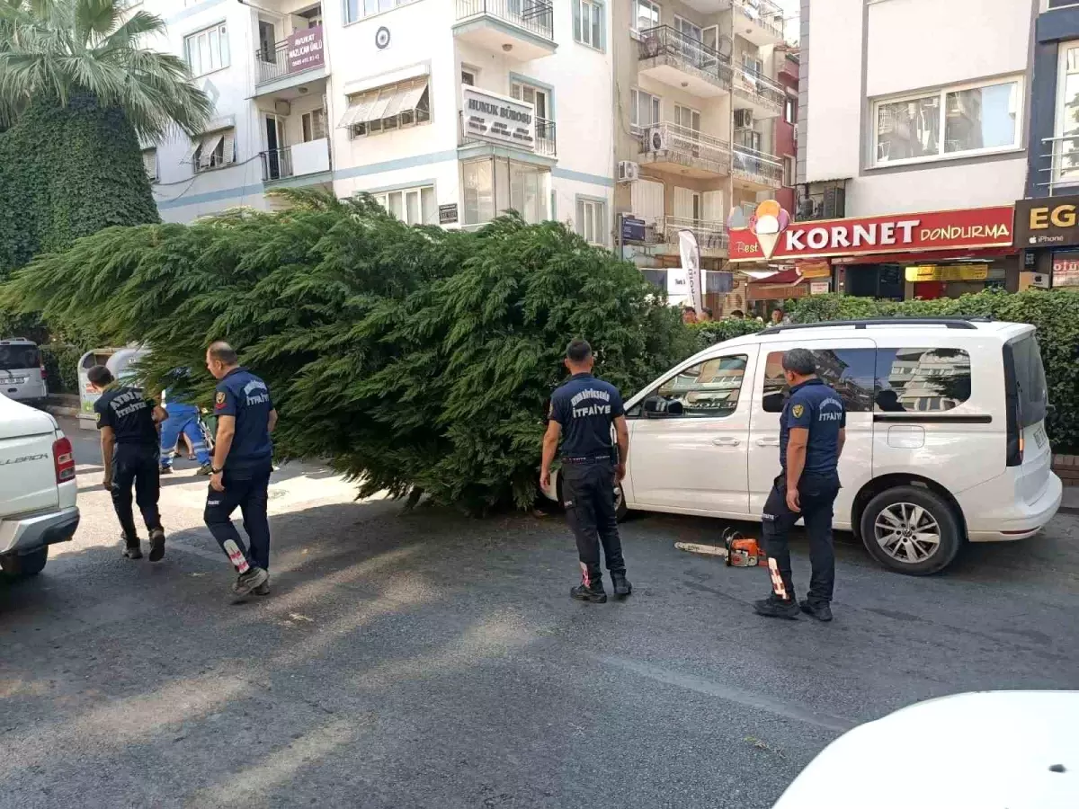 Aydın’da Ağaç Araç Üstüne Devrildi