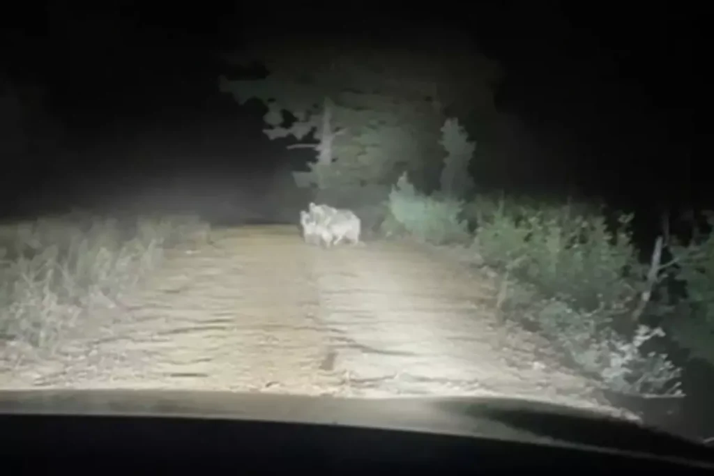 **Ayı ve Yavrusunun Taksiye Saldırısı Güvenlik Kamerasında**