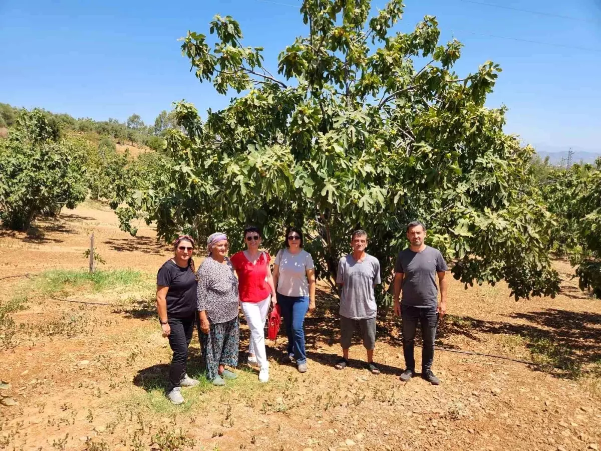 Aydın İnciri Denetimleri Sürüyor