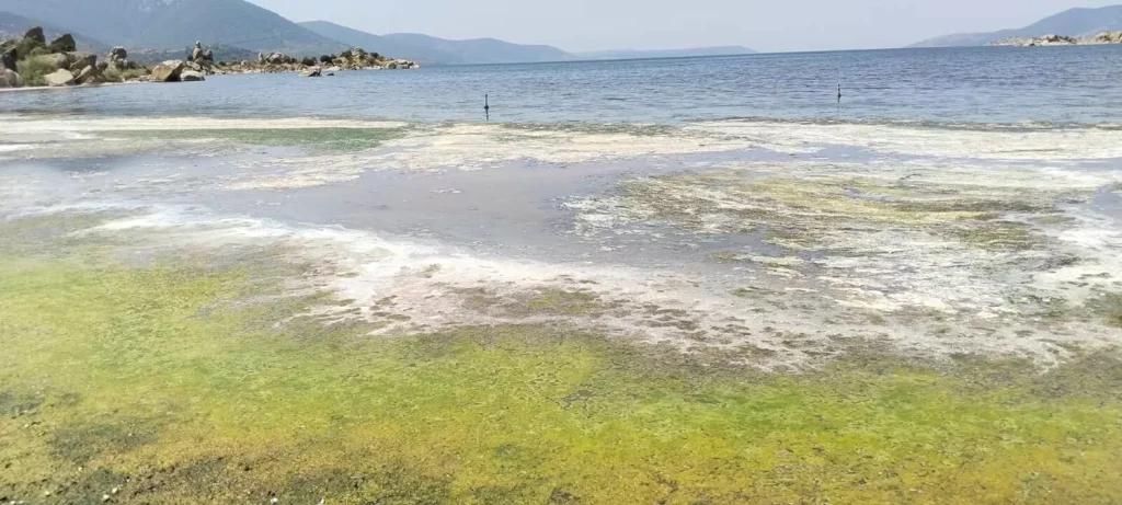 Kirlilik Alarmı: Bafa Gölü’nde Su Çekilmesi ve Koku Sorunu