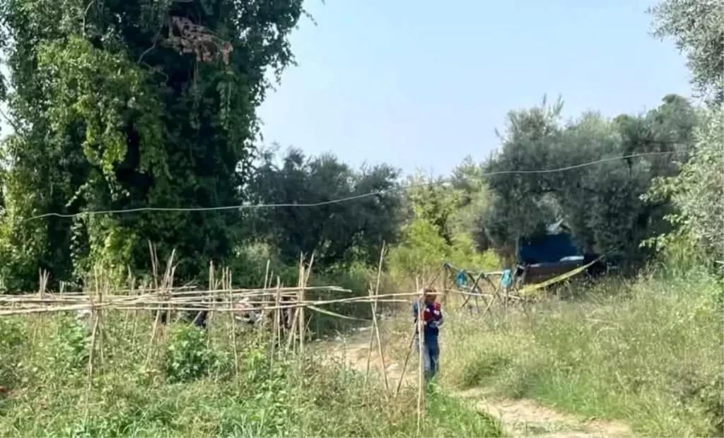 Çiftçi Tarlasında Ölü Bulundu, Yaban Domuzu Şüphesi