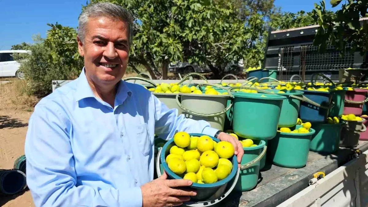 Taze İncir Festivali Buharkent’i Hareketlendirecek