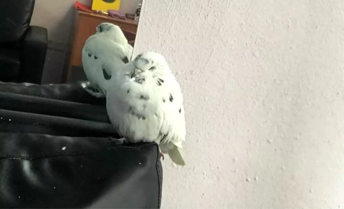 **Sevgili Güvercini Geri Dönmedi**