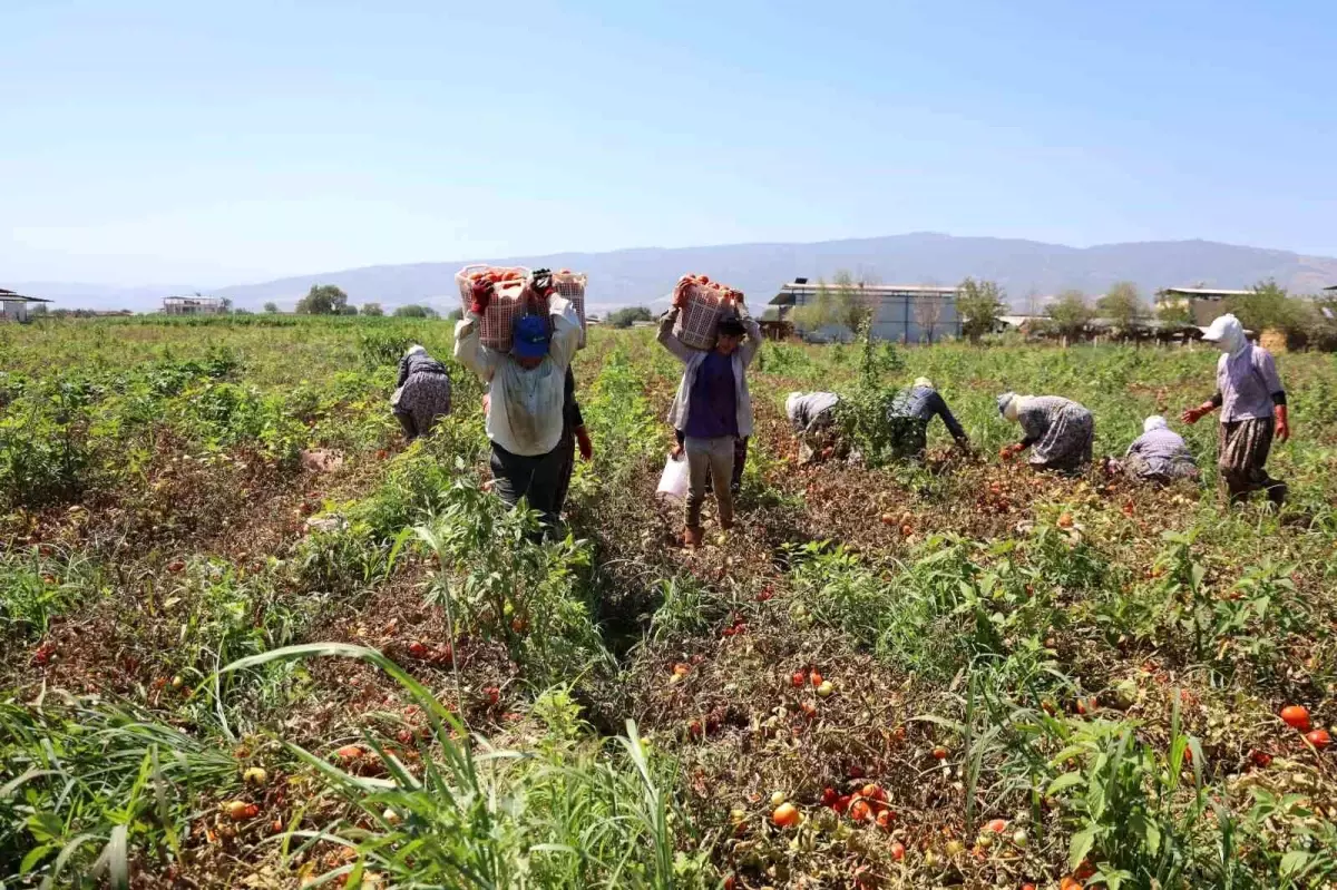 Domates İşçileri Aydın’da Çöl Sıcaklarında Ekmek Mücadelesi Veriyor