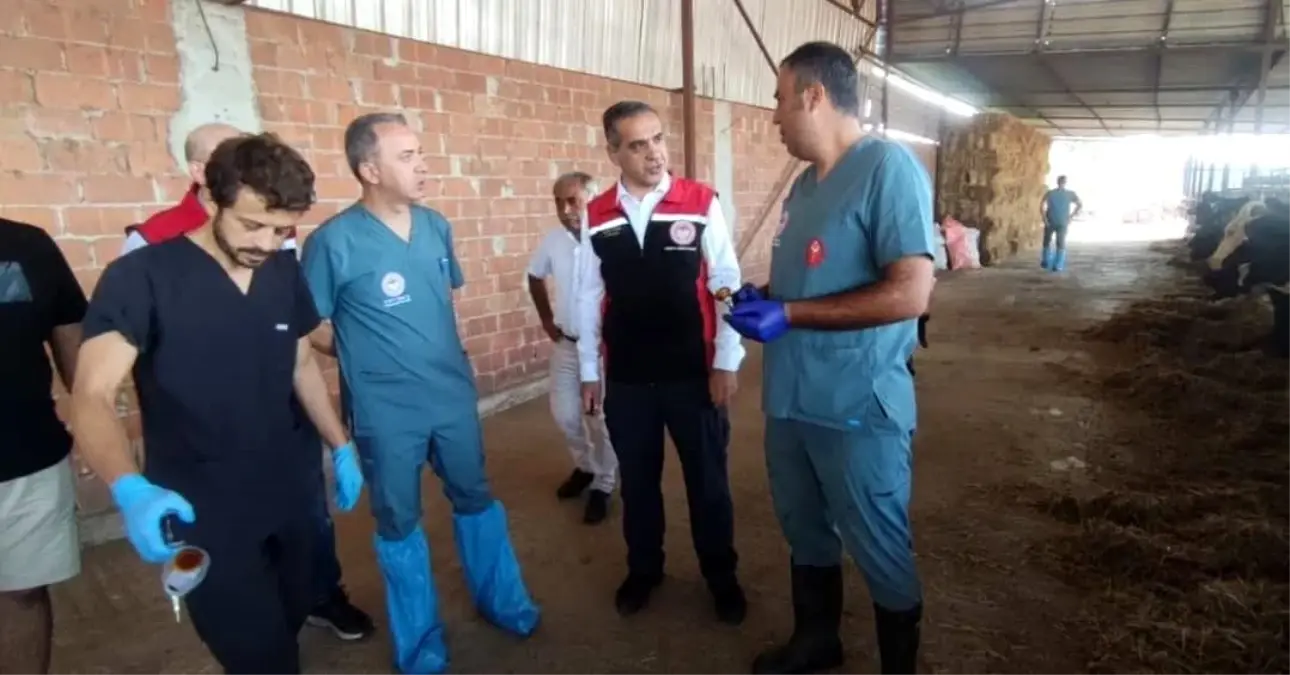 Aydın’da Şap Hastalığı ile Mücadele Hız Kesmiyor