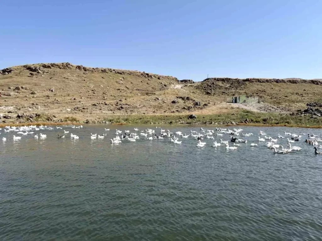 **Kars’ta Kaz Yetiştiriciliği: Kış Sofralarının Vazgeçilmez Lezzeti**