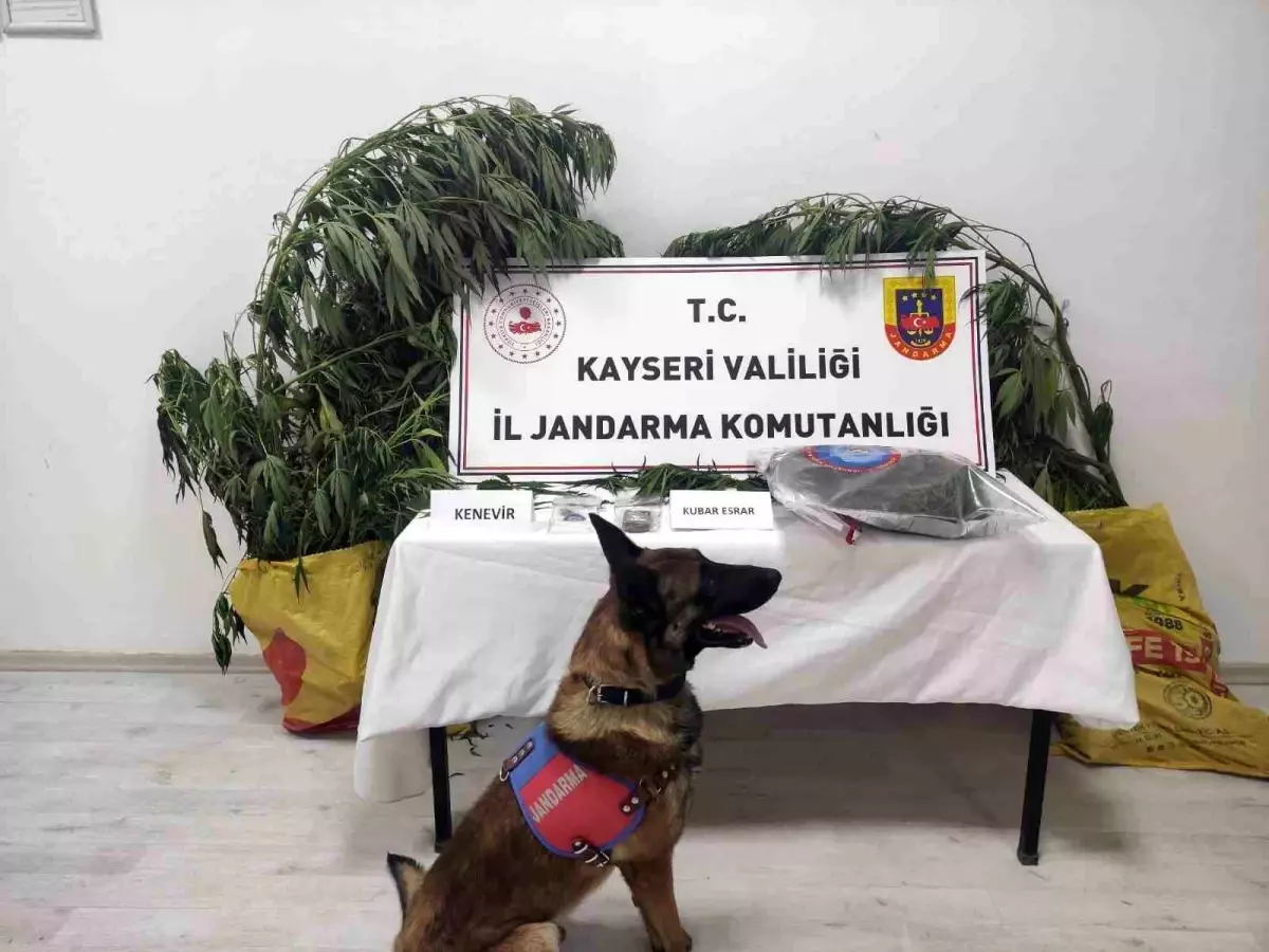Kayseri’de Jandarma Ekiplerinden Uyuşturucu Operasyonu