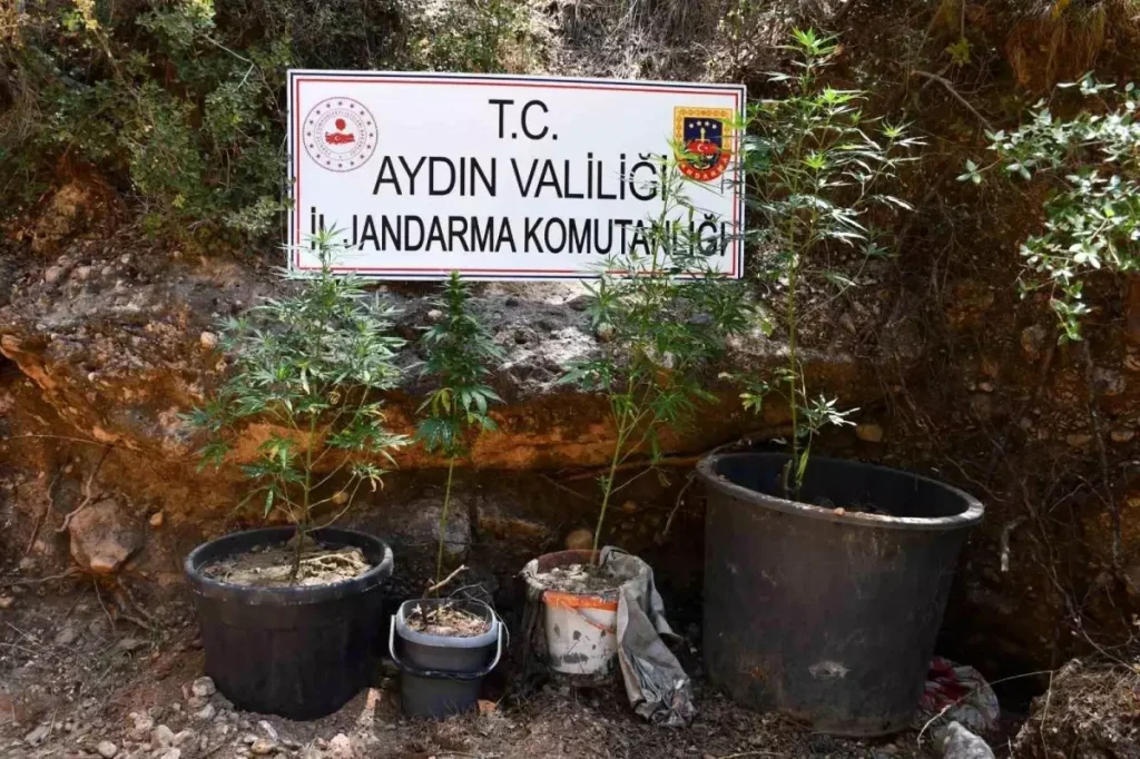 Kenevir Operasyonu: Şüpheli Yakalandı