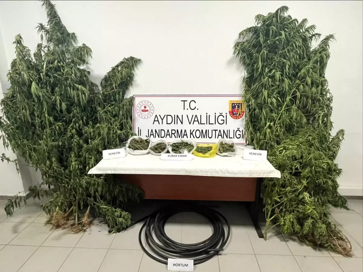 **Kestane Bahçesinde Kenevir Operasyonu**