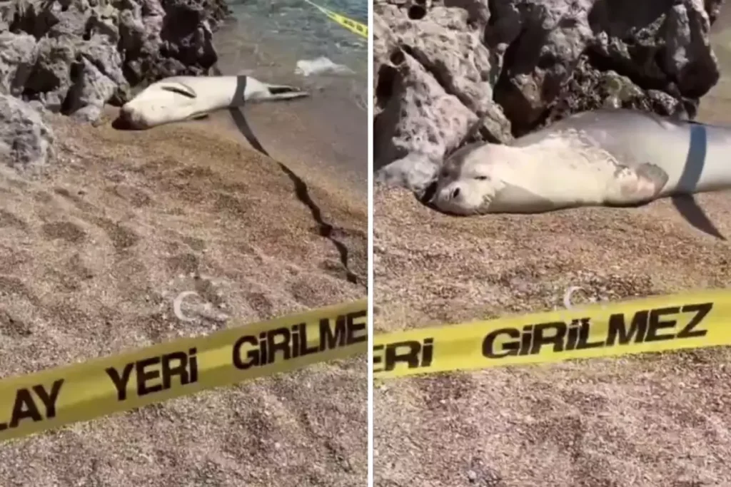 **Sahilde Fok Balığı ile İlginç Karşılaşma**