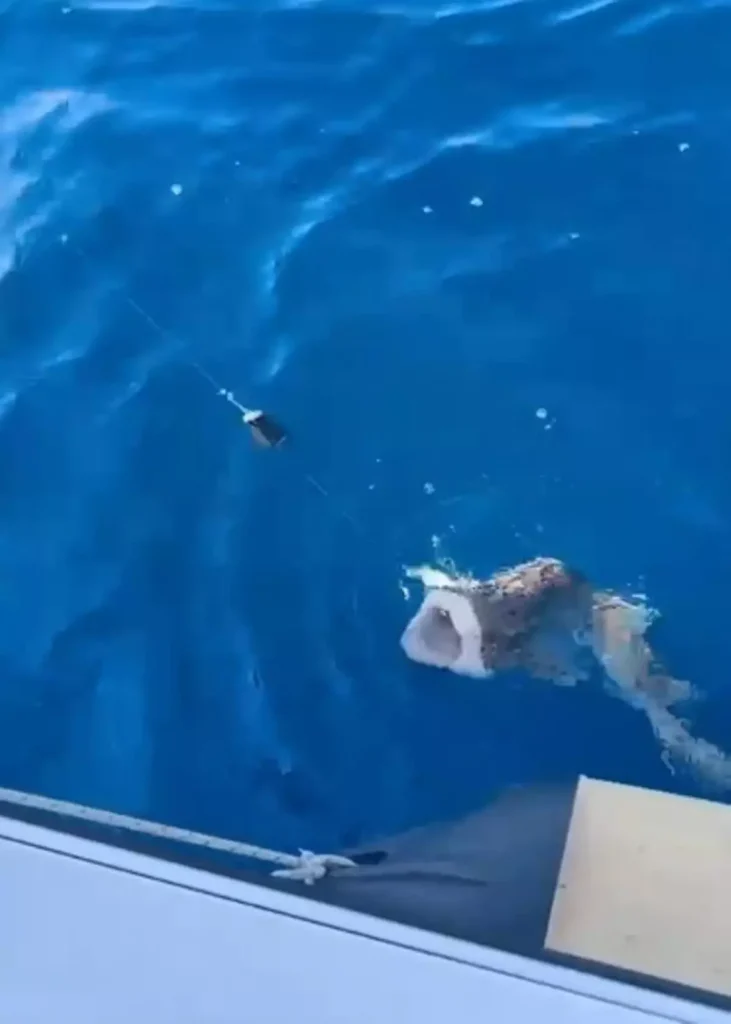 “Dev Benekli Köpek Balığı Saros Körfezi’nde Yakalandı”