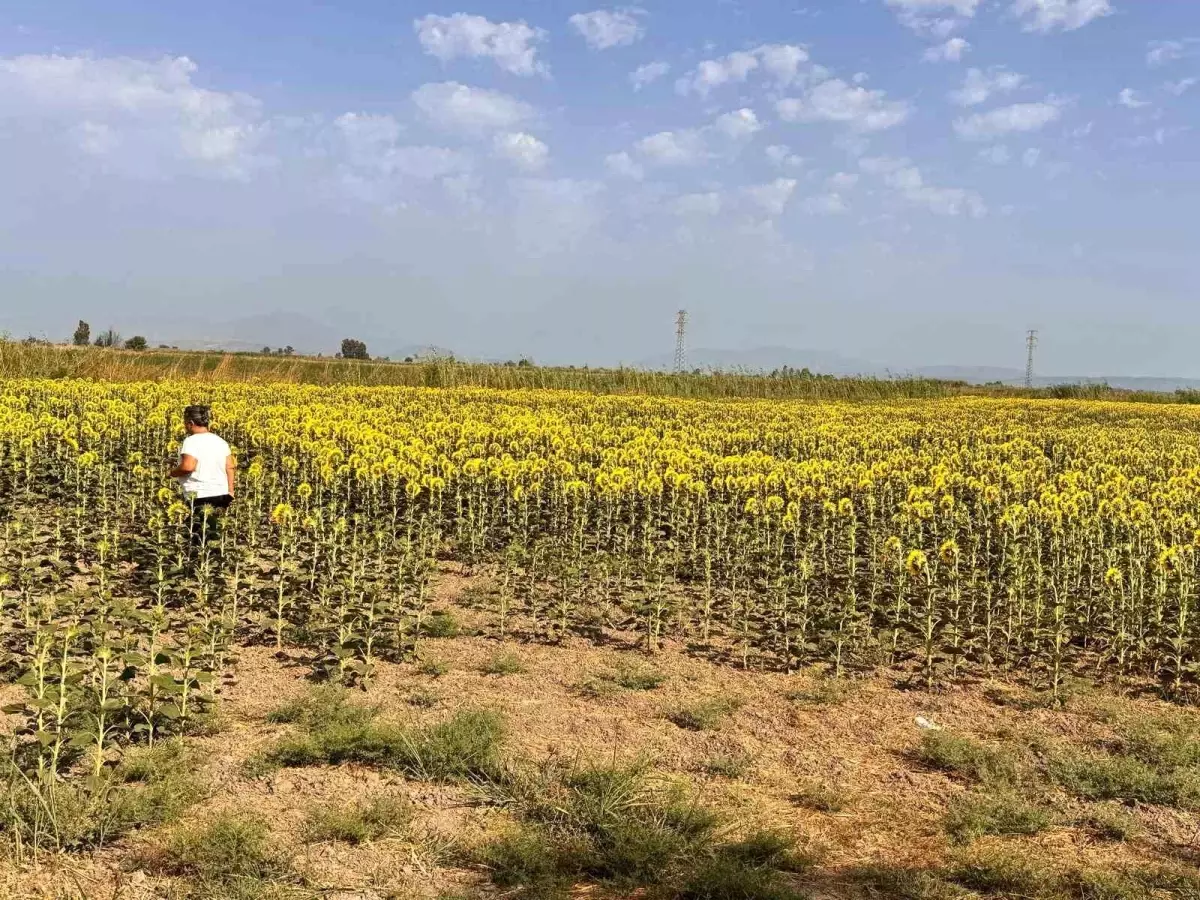 **Ayçiçeği Tarlaları Zararlılara Karşı Taranıyor**