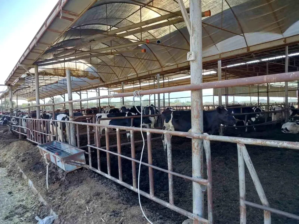 Aydın’ın Söke İlçesinde Hastalıktan Ari İşletmeler Denetlendi