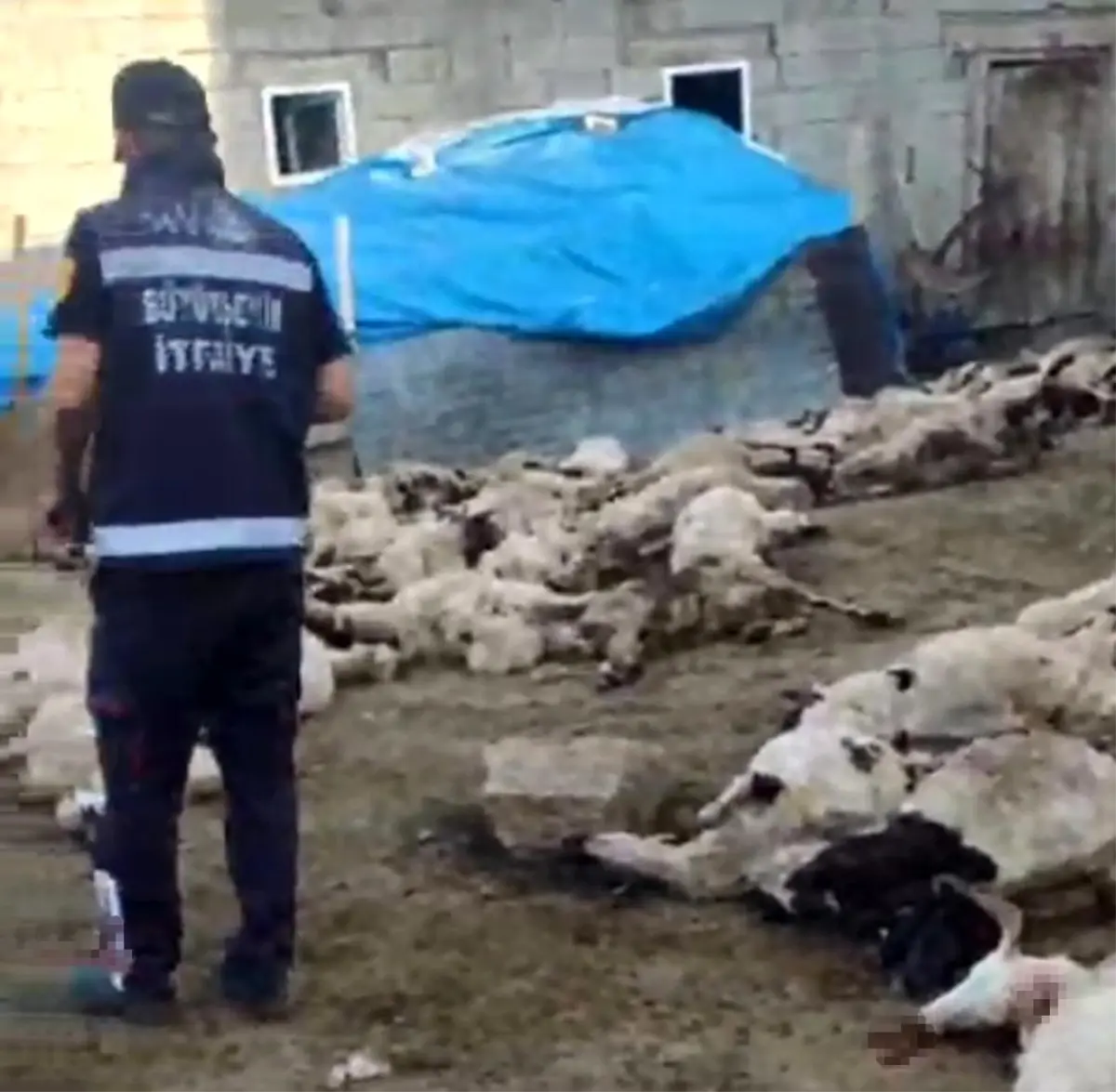 Van’da Kurt Saldırısı: 111 Koyun Telef Oldu