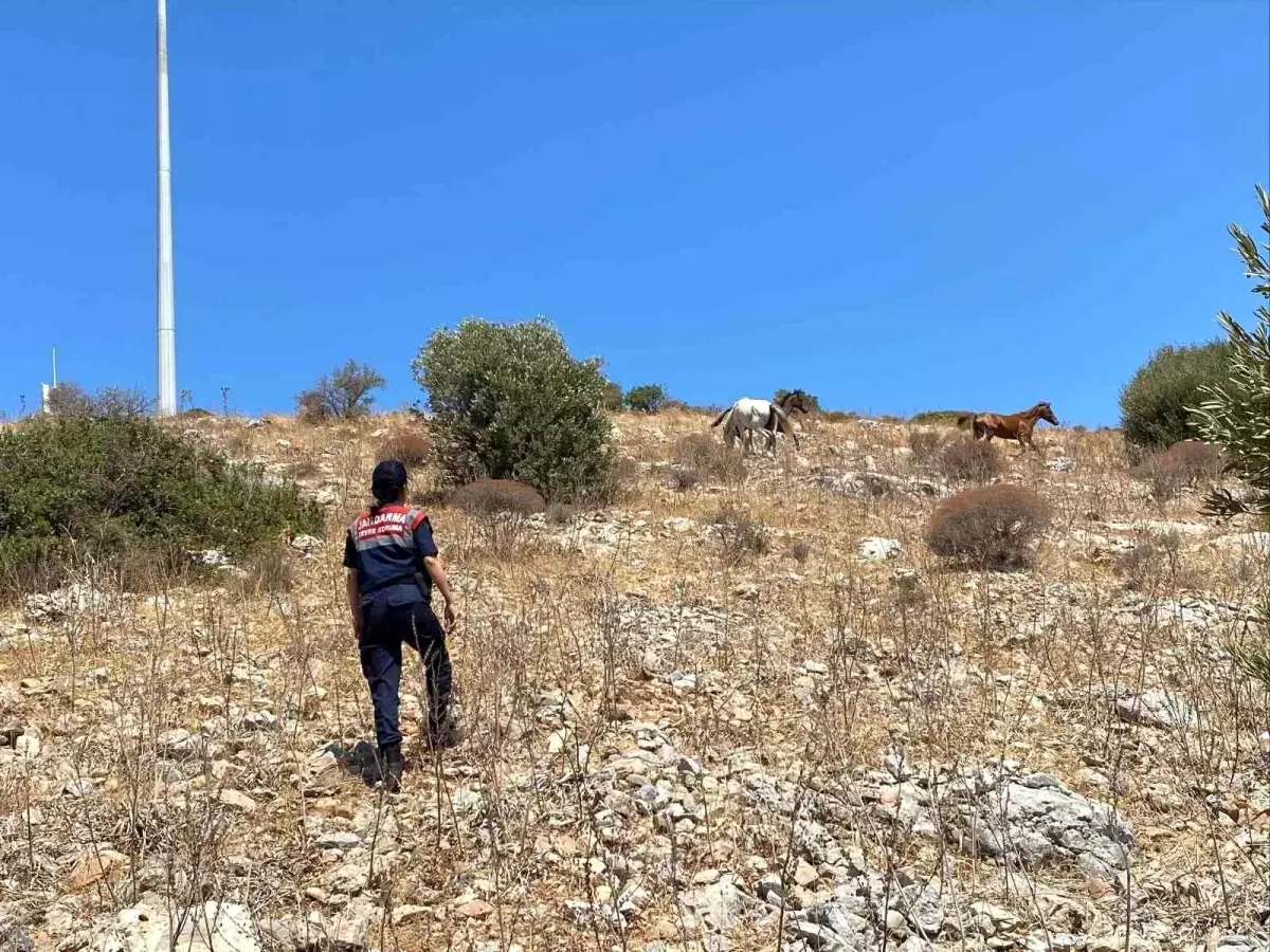 Milli Parkta Jandarmadan Denetimler Sürüyor