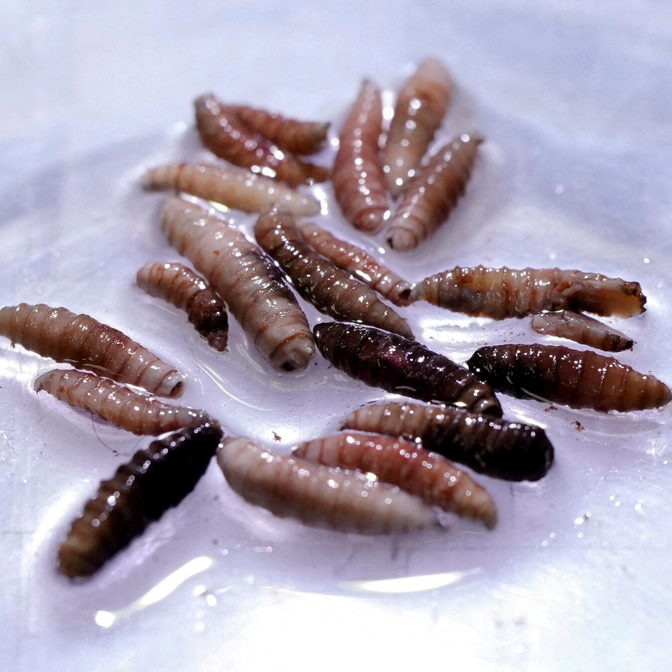 Screwworm Case Detected Near U.S.-Mexico Border, Raising Concerns