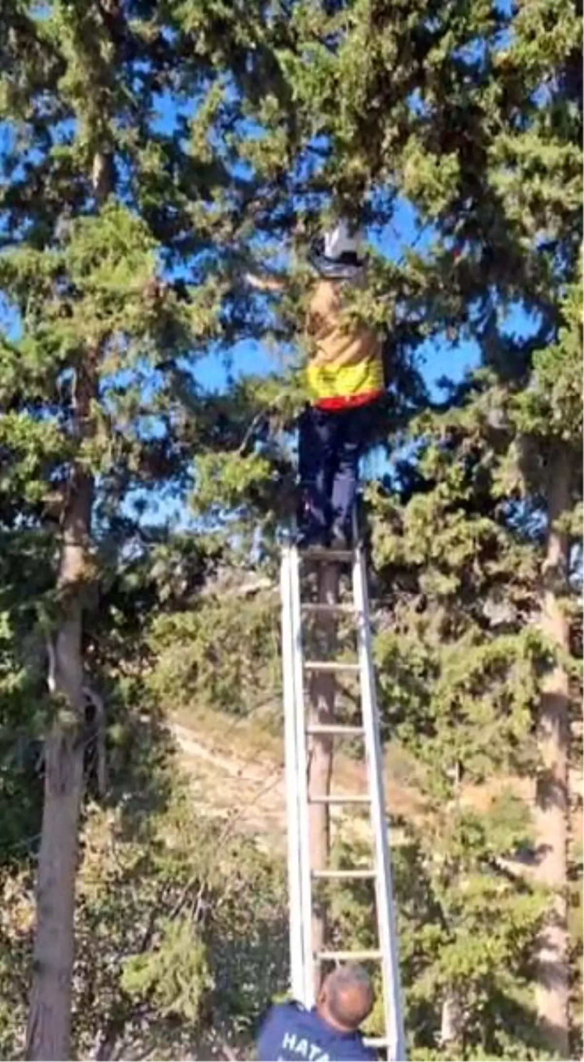 “İtfaiye Ekipleri Ağaçta Mahsur Kalan Kediyi Kurtardı”