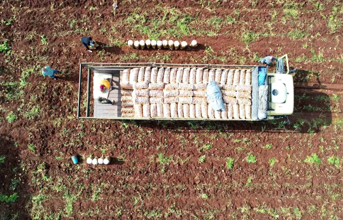 Ağustosta En Çok Ucuzlayan Ürün: Patates