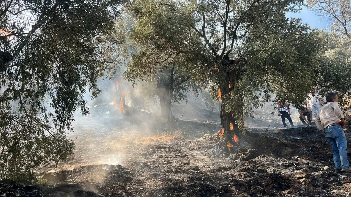 Zeytinlik Yangını Kontrol Altına Alınmaya Çalışılıyor