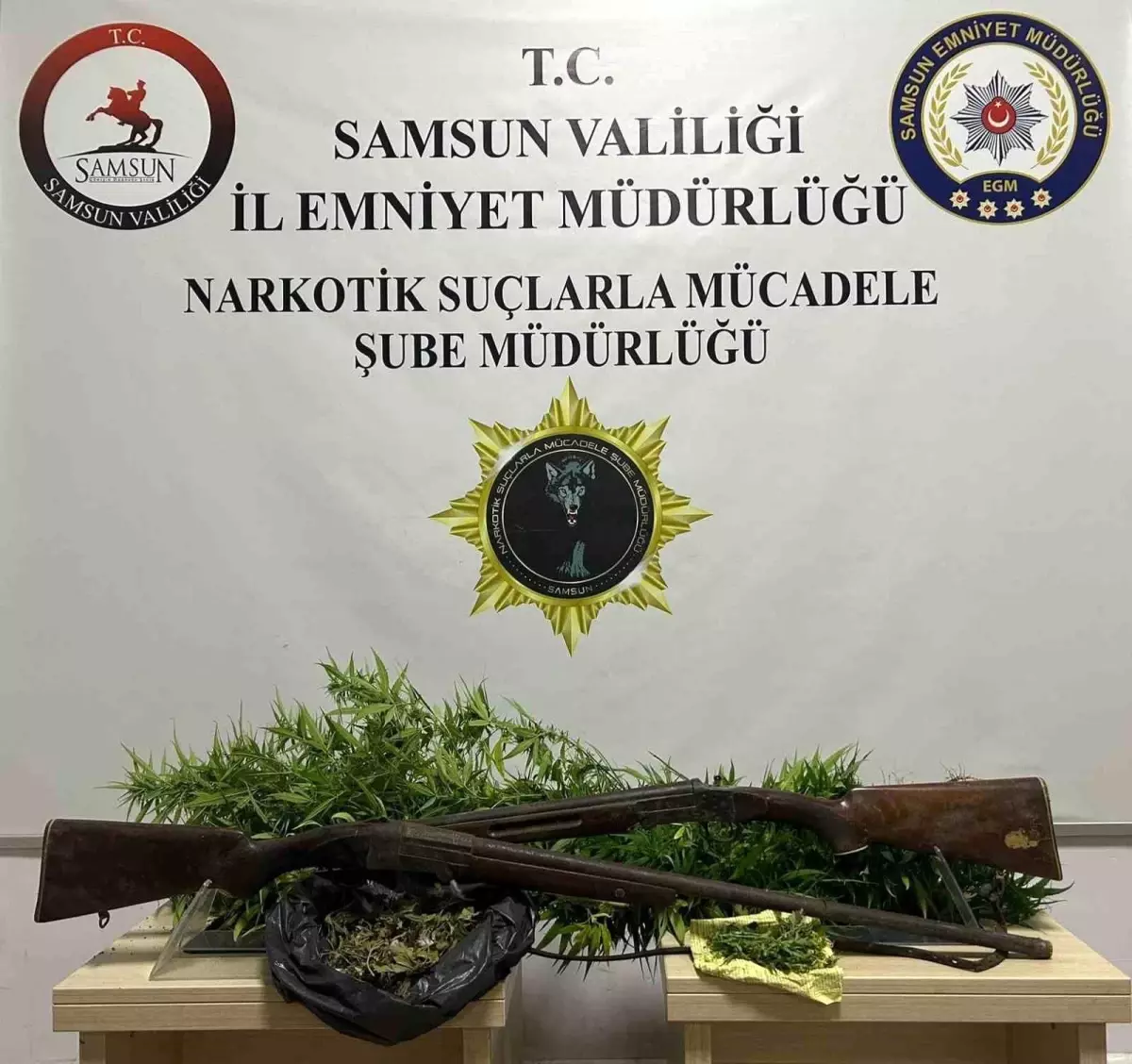 Bafra’da 33 Kök Hint Keneviri Ele Geçirildi