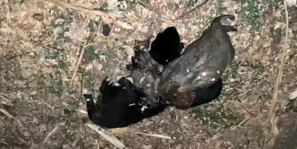 Köpek Yavruları İple Bağlanarak Boğuldu