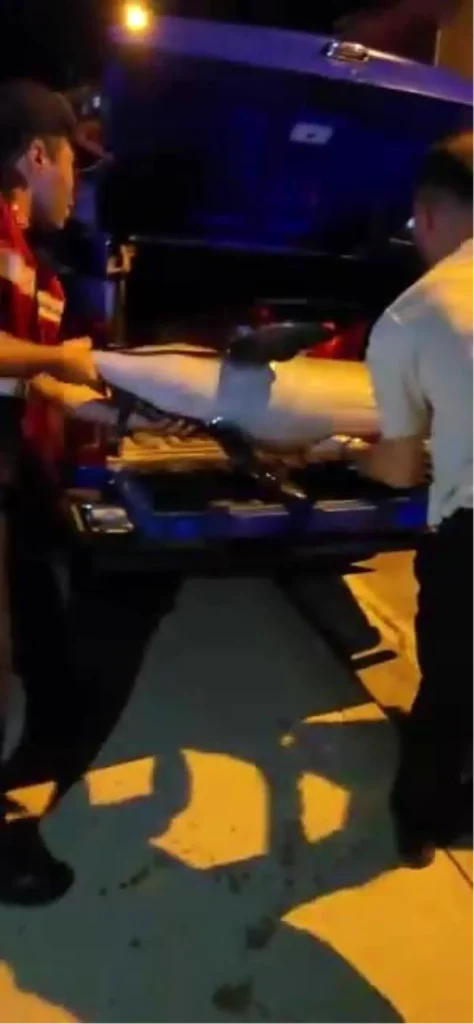 Marmara Denizi’nde Yunus Balığı Kıyıya Vurdu