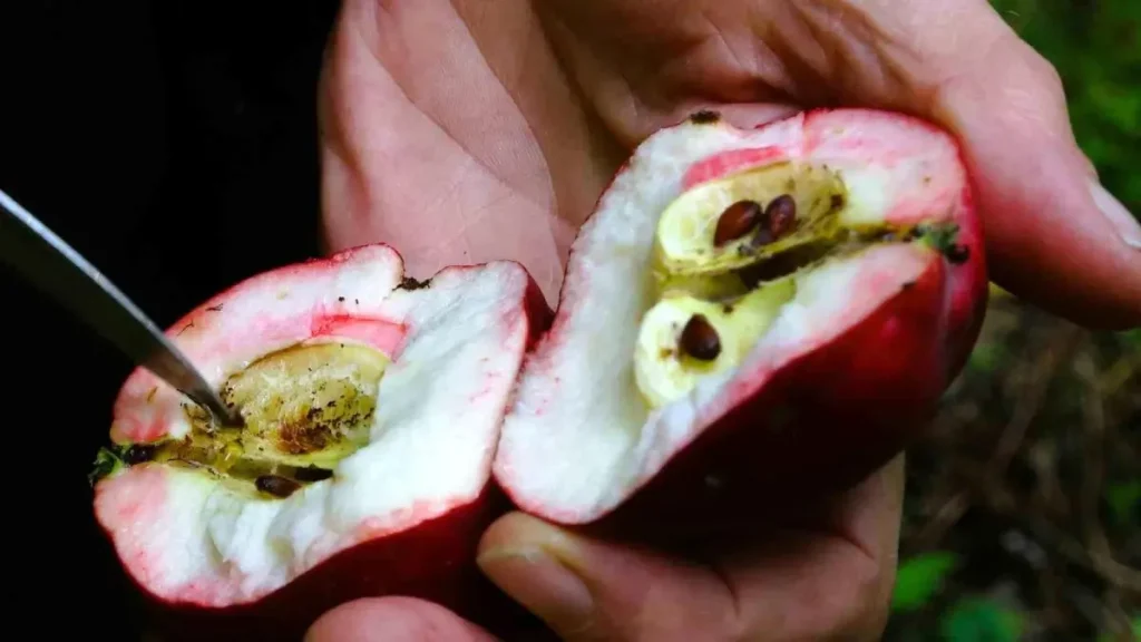 Kırmızı Elma Hasadı Başladı: Sağlık İçin Şifa Değeri Yüksek