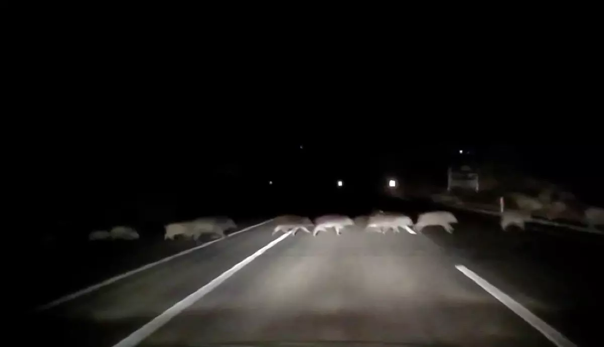 Karayolunda Domuz Sürüsü Kaosu