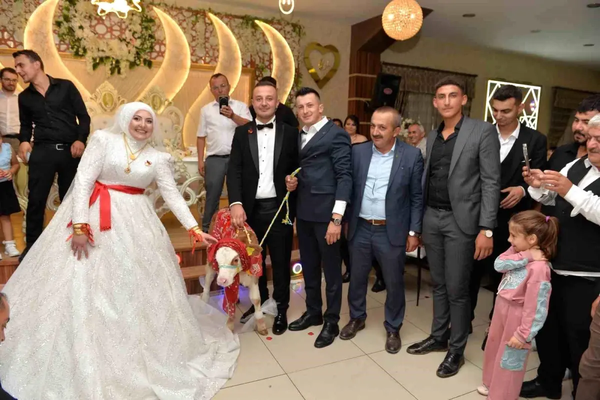 Kastamonu’da Düğünde Gelin ve Damada Buzağı Sürprizi