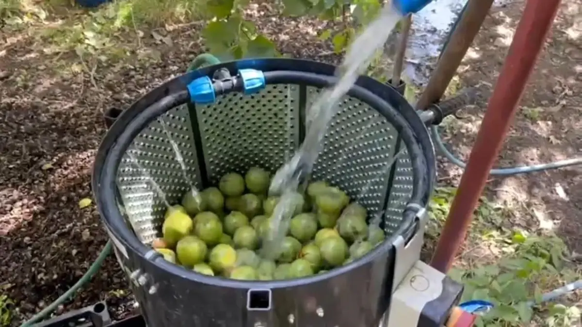 “Adilcevaz Cevizi” Hasat Sezonunda Yüksek Verim Beklentisi