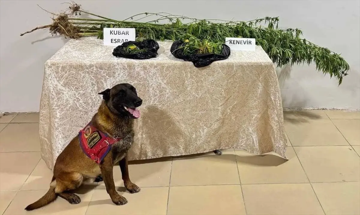 Uyuşturucu Operasyonunda Hint Keneviri ve Esrar Ele Geçirildi