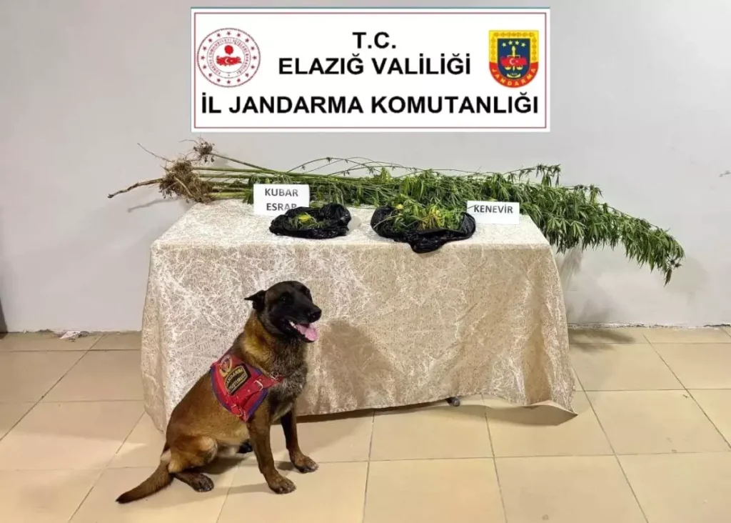 Elazığ’da Jandarma Ekiplerinden Uyuşturucu Operasyonu