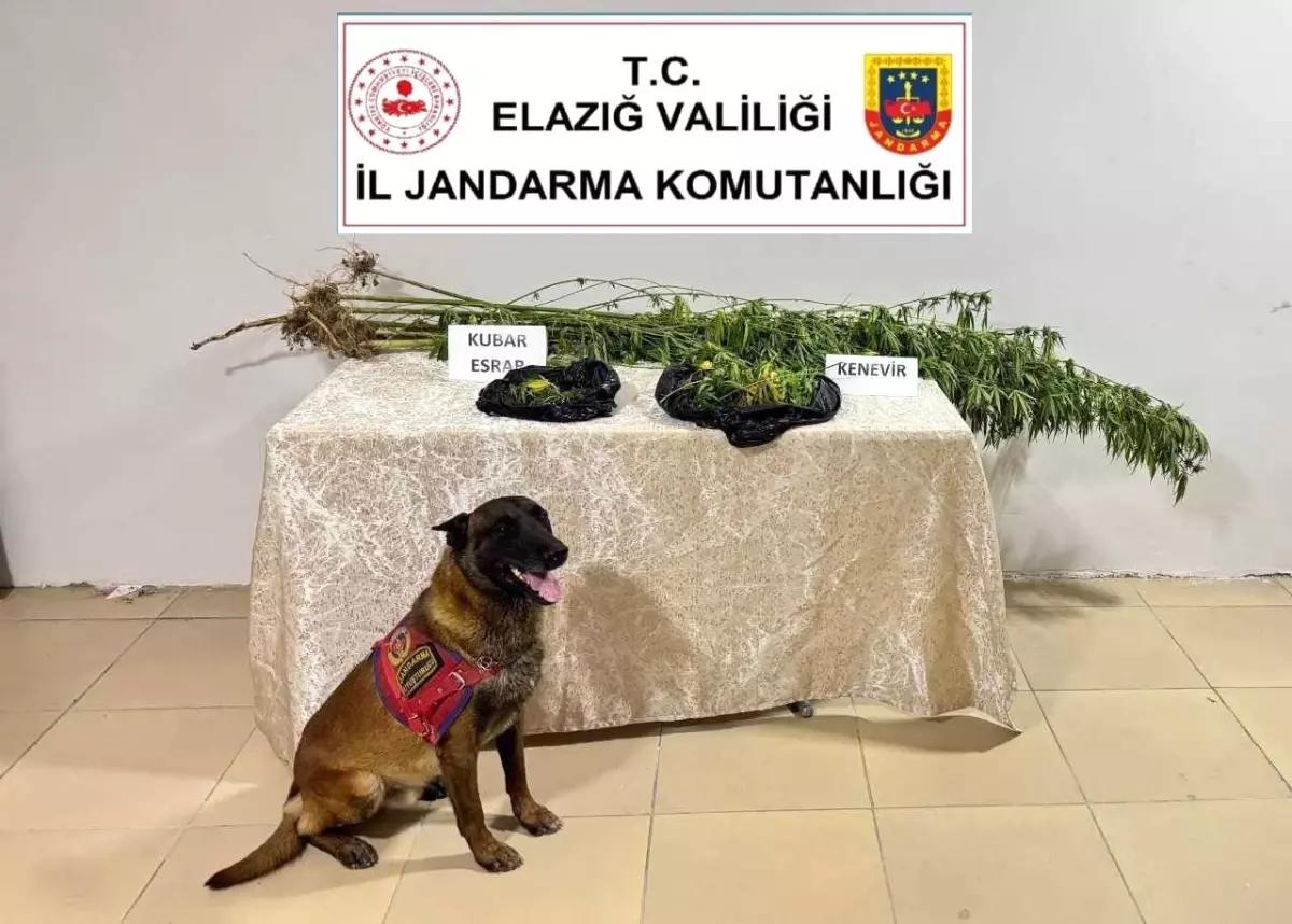 Elazığ’da Jandarma Ekiplerinden Uyuşturucu Operasyonu