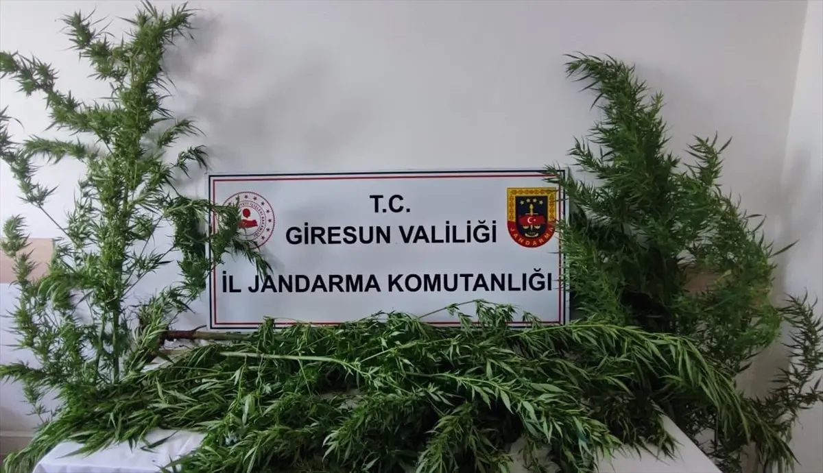 Uyuşturucu Operasyonu: Giresun’da 1 Şüpheli Gözaltında