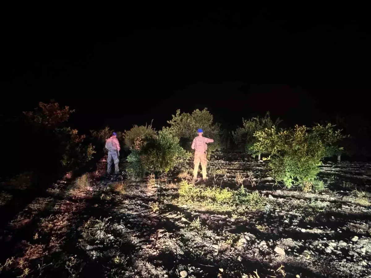 Hatay’da Narenciye Hırsızlığına Karşı Geniş Güvenlik Önlemleri