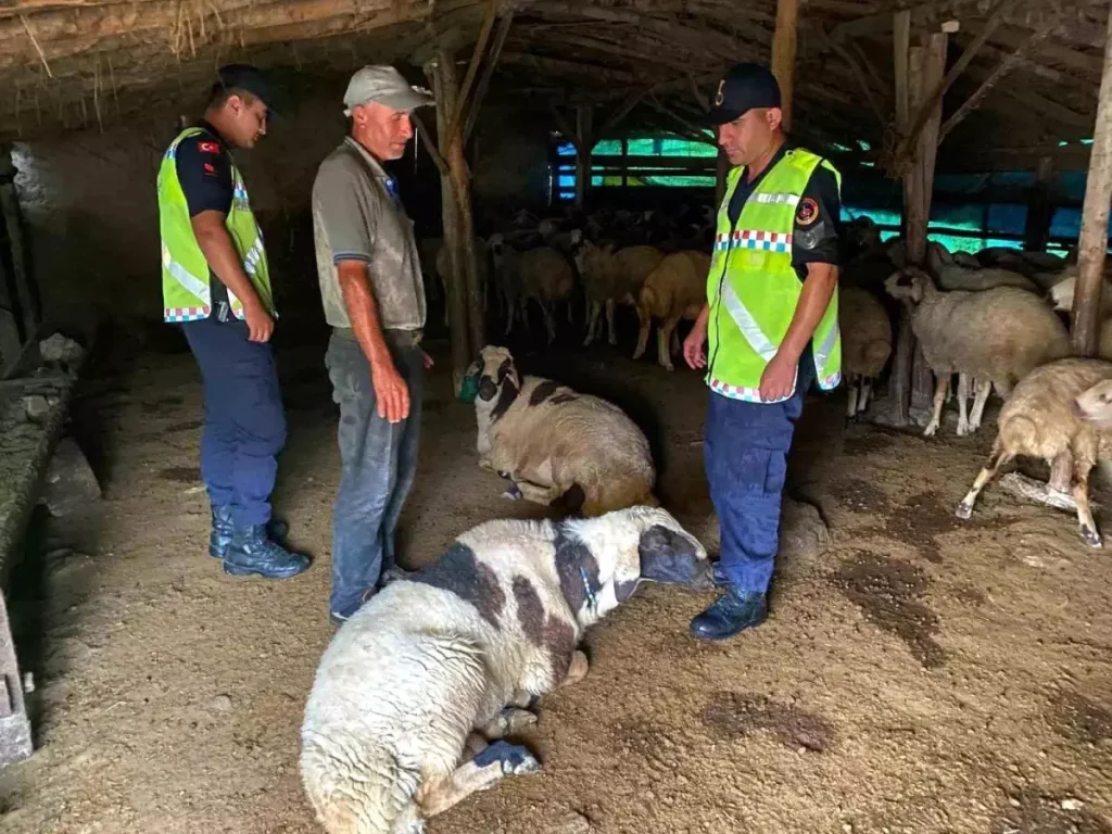 Kırşehir’de Kaybolan Küçükbaş Hayvanlar Sağ olarak Bulundu