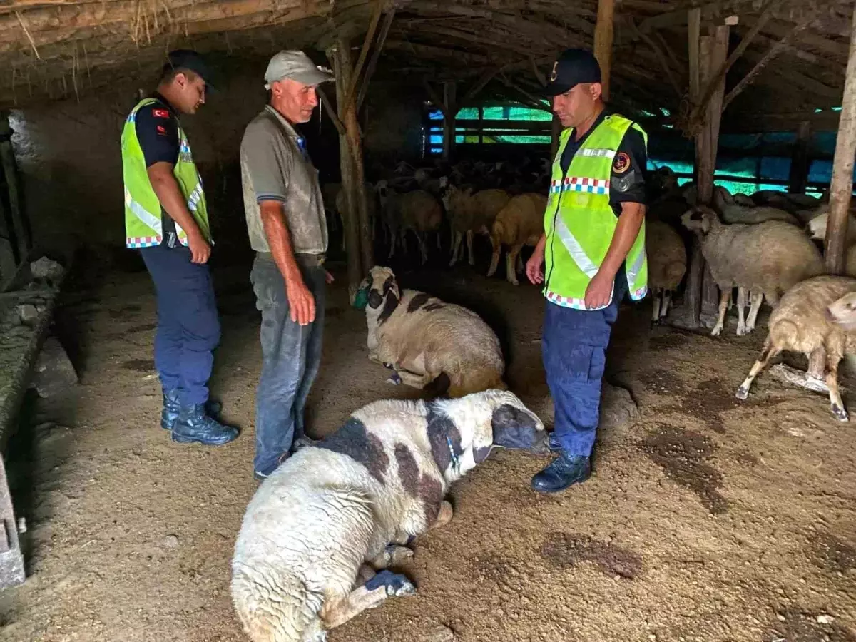 Kırşehir’de Kaybolan Küçükbaş Hayvanlar Sağ olarak Bulundu