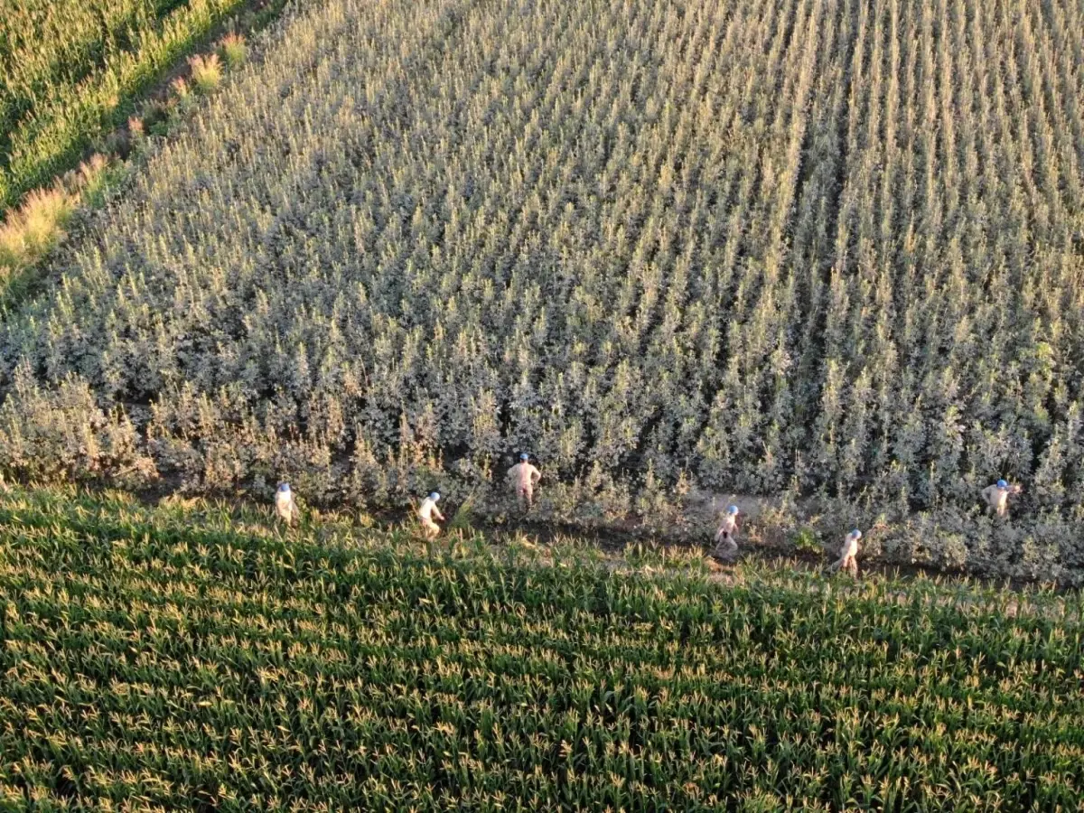 Aydın’da 37 Kök Kenevir Bitkisi Ele Geçirildi