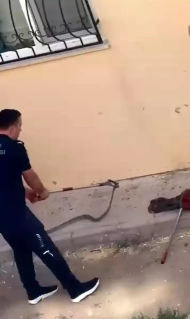 Konut Bahçesinde Yılan Paniği