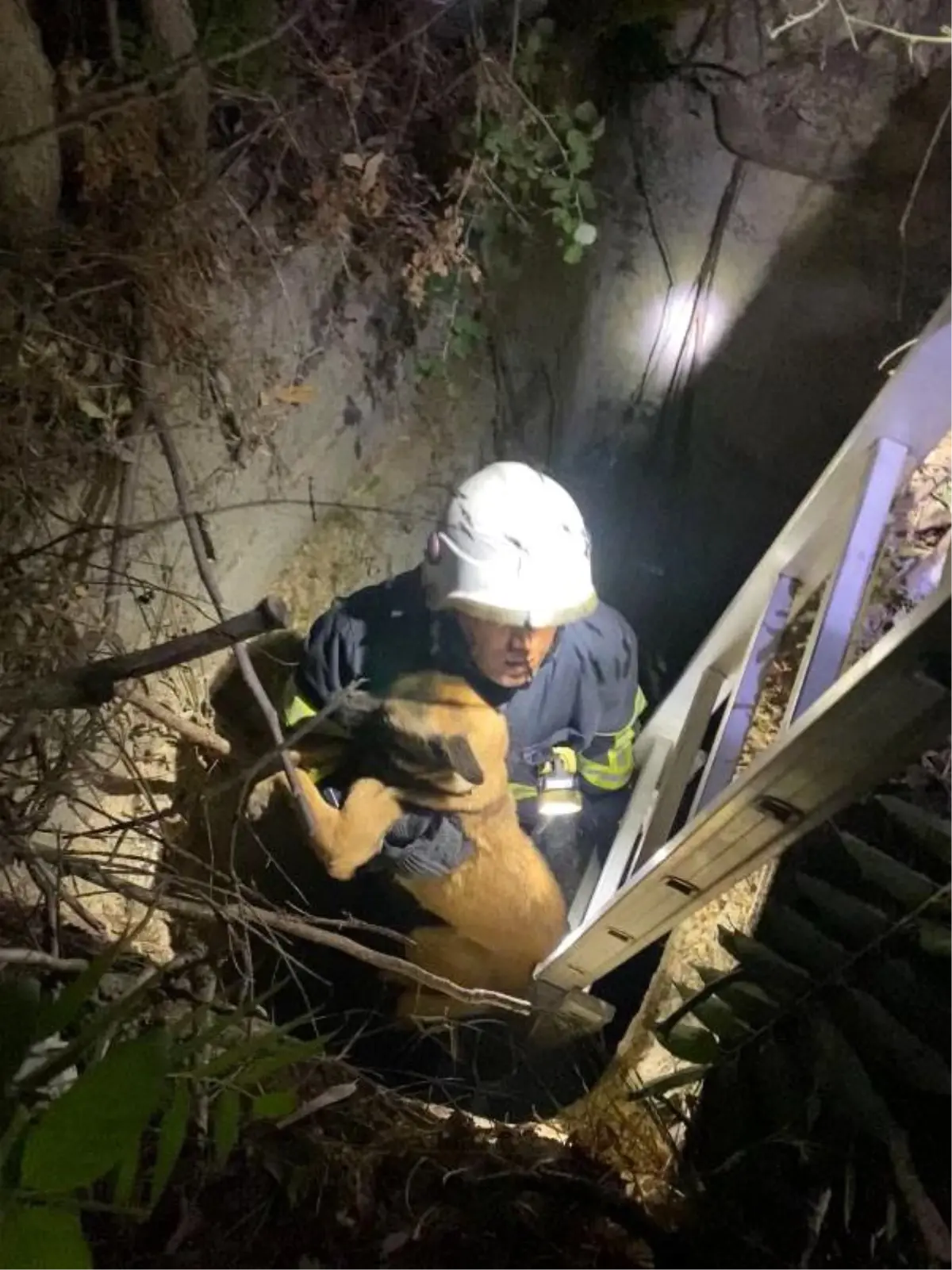 Kuyuya Düşen Köpek İtfaiye Tarafından Kurtarıldı