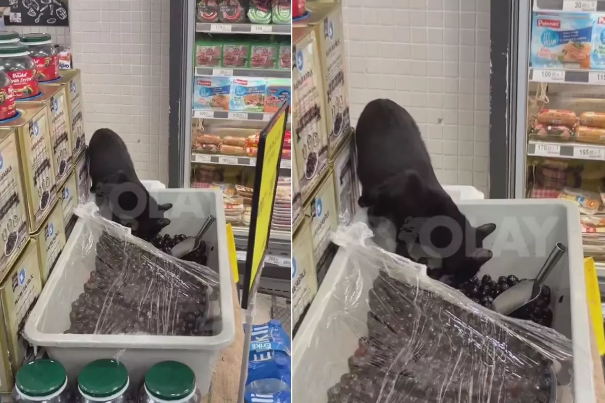 MarketTe Hijyen Skandalı: Kedi Zeytinleri Yaladı