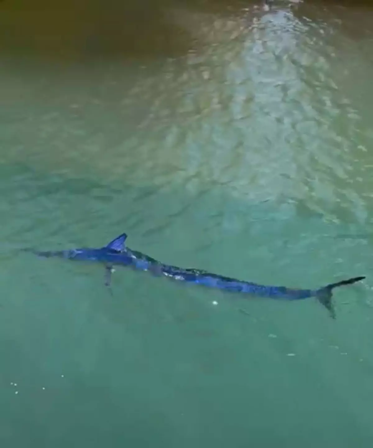 Mavi Yelken Balığı Vuruldu, Kamuoyu Tepkili