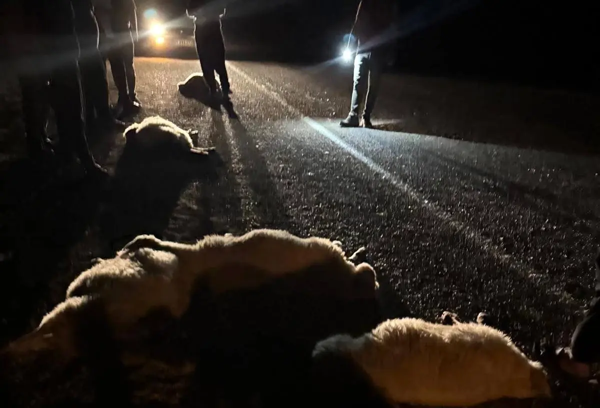 Yüksek Rakımda Trajedi: 11 Koyun Otomobilin Kurbanı Oldu