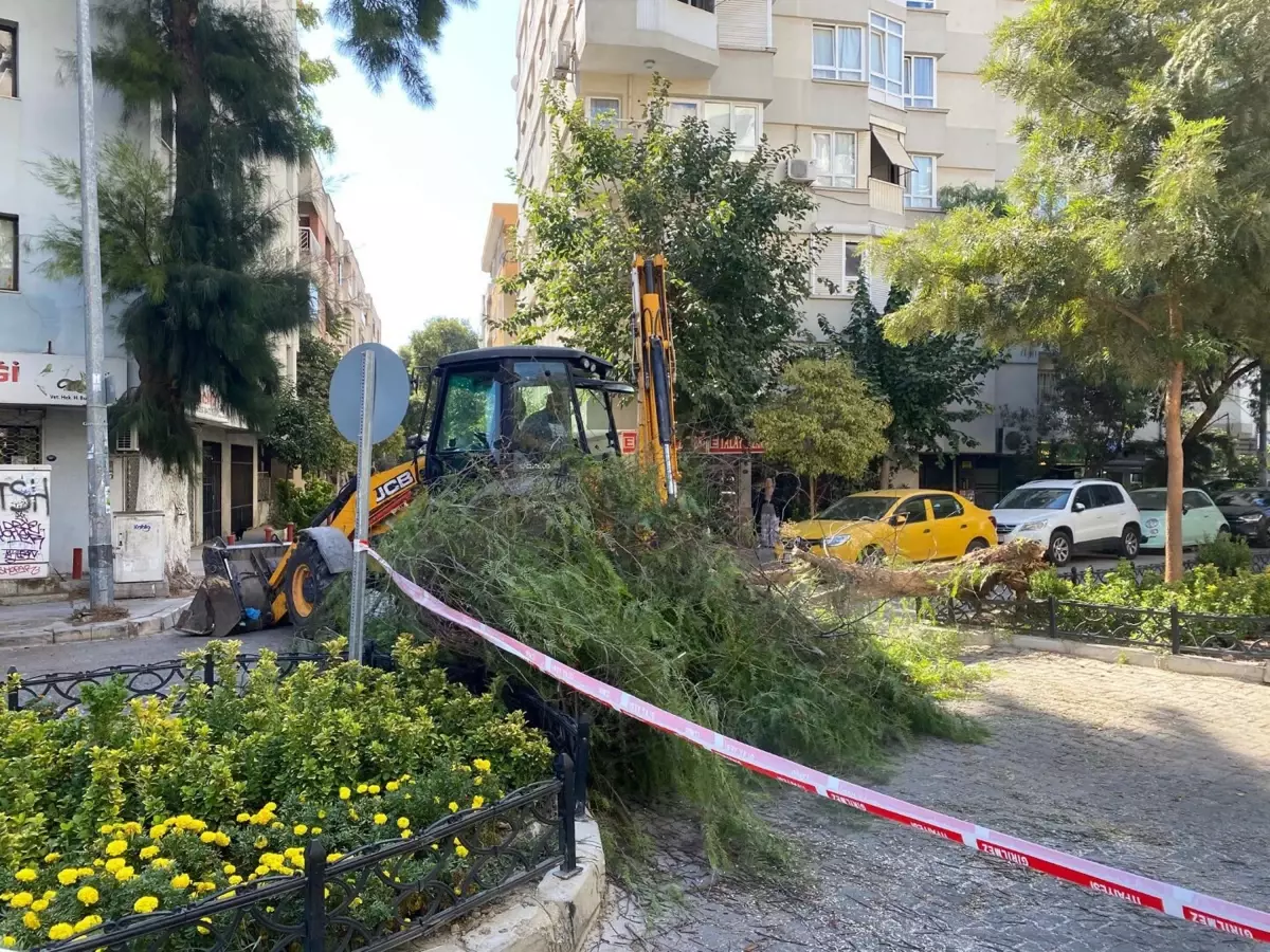 Park Halindeki Otomobile Ağaç Devrildi