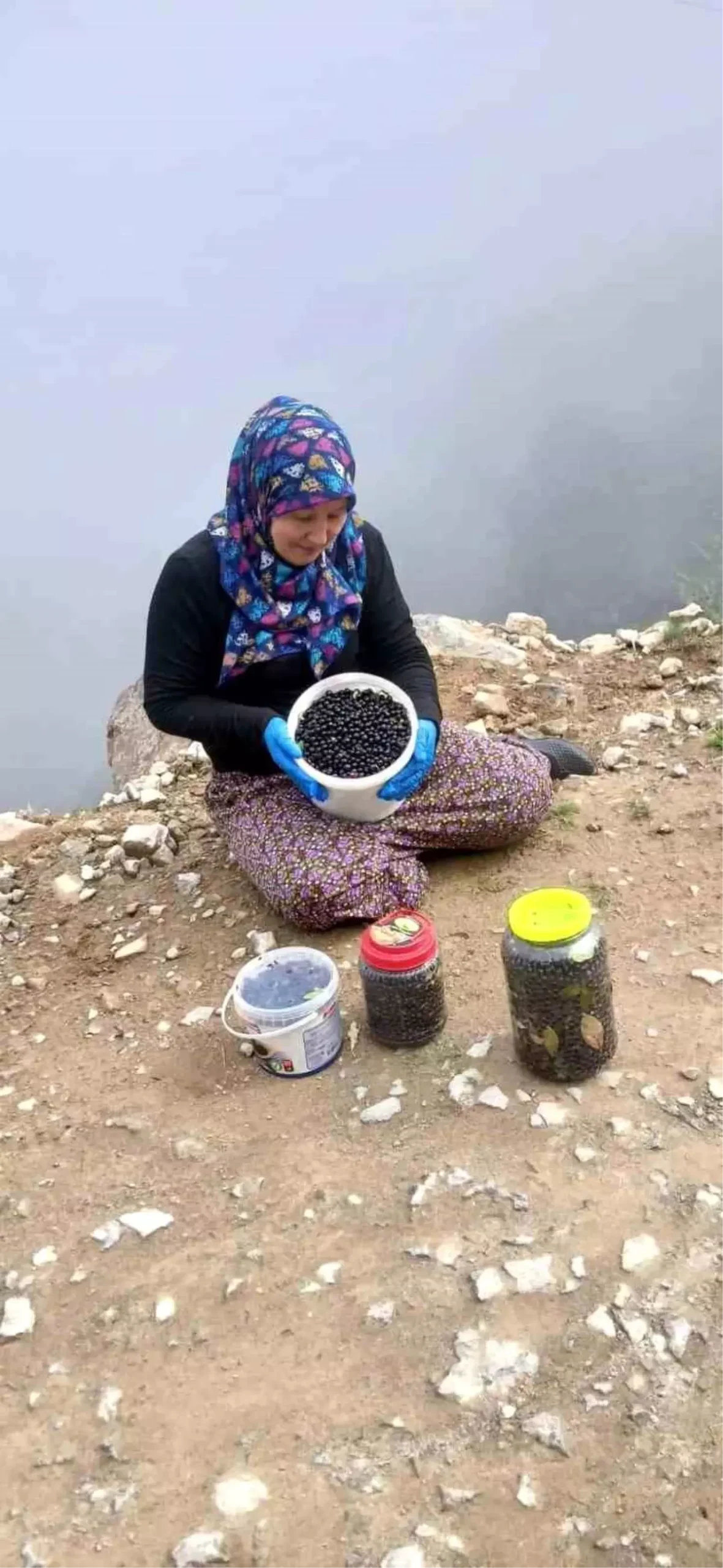 Trabzon’un Şalpazarı Yaylalarında Yaban Mersini Bereketi